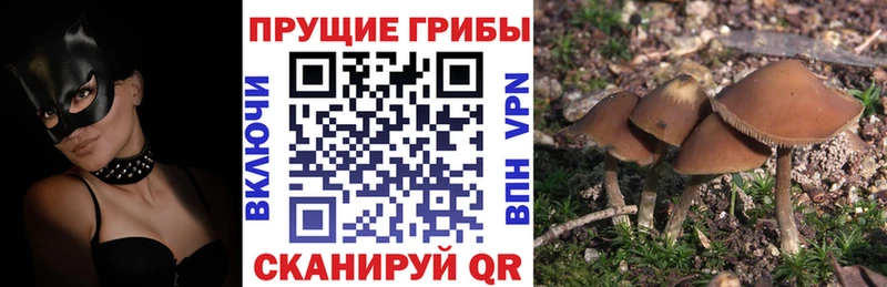 Галлюциногенные грибы GOLDEN TEACHER  Ноябрьск 